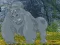 Joc Help The Hungry Chimpanzee on-line