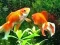 Joc Blue Fish Escape on-line