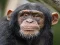 Joc Chimpanzee Jigsaw on-line