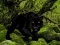 Joc Escape from Black Panther Forest on-line
