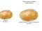 Joc Potato Construct 2 Edition on-line