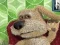 Joc Talking Ben the Dog on-line