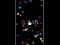 Joc Pop Ball on-line