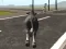 Joc Crazy Bull City on-line