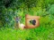 Joc Return To Alsunga Forest on-line
