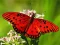 Joc Nature Jigsaw Puzzle Butterfly on-line