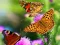 Joc Butterfly Slide on-line