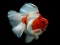 Joc Gold Fish Jigsaw Puzzle on-line