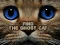 Joc Find the Ghost Cat on-line