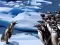 Joc Penguins Slide on-line