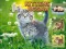 Joc Kittens Jigsaw on-line