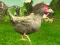 Joc Chicken Shooter on-line