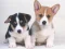 Joc Cute Puppies Puzzle on-line
