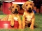 Joc Puppy Pairs Puzzle on-line