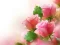 Joc Pink Roses on-line