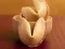 Joc Fortune Cookies on-line