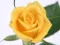 Joc Yellow Roses on-line
