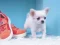 Joc Lovely Puppy Puzzle on-line