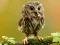 Joc Animal Hidden Stars on-line