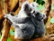 Joc Cute Baby Koala Bear on-line