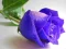Joc Blue Roses on-line