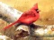 Joc Art Birds Puzzle on-line