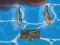 Joc Titanic Shark Attacks on-line