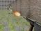Joc Bullet Fire on-line