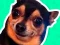 Joc What meme dog are you ? on-line