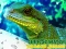 Joc Chinese Water Dragon Jigsaw on-line