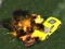 Joc Crazy Demolition Derby V1 on-line