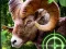 Joc Crazy Goat Hunter 2020 on-line