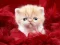 Joc Funny Kitty on-line