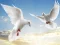 Joc Flying Birds on-line