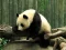 Joc Pandas Puzzle on-line