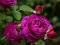 Joc Purple Roses on-line