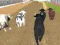 Joc Angry Bull Racing on-line