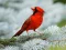 Joc Birds Puzzle on-line