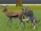 Joc Wolf Life Simulator on-line
