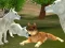 Joc Wild Wolves Hunger Attack on-line