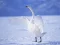 Joc Graceful Swans on-line