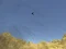 Joc Toucan Shooter on-line