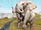 Joc Zoo Anomaly Simulation on-line