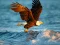 Joc Animals Jigsaw Puzzle Eagle on-line