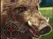 Joc Boar Hunting Jigsaw on-line