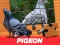 Joc Pigeon Jigsaw Puzzle on-line