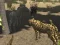 Joc African Cheetah Hunting Simulator on-line