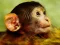 Joc Funny Baby Monkey on-line
