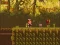 Joc The Lost Forest on-line