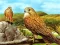Joc Birds of Prey Slide on-line